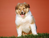 PUP 06 GR0016 01
Collie Puppy Sitting On Grass