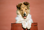 PUP 06 GR0018 01
Head On Shoulder Shot Of Collie Puppy Sitting In Red Barrel