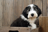 PUP 06 JD0001 01
Bearded Collie Puppy Sitting In Crate By Wooden Fence