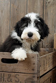 PUP 06 JD0002 01
Bearded Collie Puppy Sitting In Crate By Wooden Fence