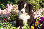 PUP 06 LS0002 02
Border Collie Puppy Sitting Among Flowers