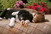 PUP 06 RC0003 01
Two Australian Shepherd Puppies Sleeping On Mat In Garden