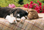 PUP 06 RC0003 02
Two Australian Shepherd Puppies Sleeping On Mat In Garden