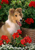 PUP 06 RC0006 01
Portrait Of Collie Puppy Sitting By Red And White Flowers