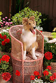 PUP 06 RC0007 01
Portrait Of Collie Puppy Sitting On Pink Rattan Chair In Garden By Flowers