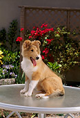 PUP 06 RC0008 01
Portrait Of Collie Puppy Sitting On Round Table In Garden
