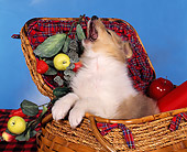PUP 06 RK0003 01
Rough Collie Sitting In Picnic Basket With Mouth Open Blue Background