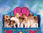 PUP 06 RK0006 11
Litter Of Rough Collies All Standing Closely Together On A Colorful Chair