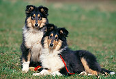 PUP 06 SS0001 01
Two Rough Collie Puppies Sitting And Laying On Grass