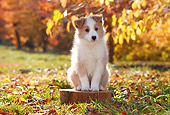 PUP 06 YT0004 01
Border Collie Puppy Sitting On Stump In Grass And Leaves