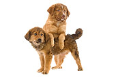 PUP 07 JE0002 01
Two Atlas Puppies Standing On White Seamless