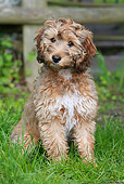 PUP 07 NR0004 01
Cockapoo Puppy Sitting On Grass By Wooden Fence