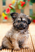 PUP 07 PE0002 01
Pomeranian Chihuahua Mixed Breed Puppy Sitting On Deck By Flowers