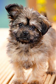 PUP 07 PE0003 01
Close-Up Of Pomeranian Chihuahua Mixed Breed Puppy Standing On Deck