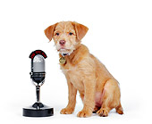 PUP 07 RK0015 03
Mutt Puppy Sitting Next To Microphone On White Seamless