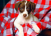 PUP 07 RK0060 01
Head Shot Of Mixed Breed Puppy In Red Plaid Blanket
