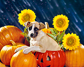 PUP 07 RK0094 02
Mixed Breed Puppy Sitting In Pumpkin By Sunflowers Dark Rain Background
