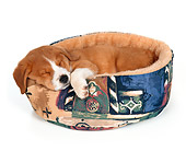 PUP 07 RS0009 02
Mixed Breed Puppy Sleeping In Dog Bed