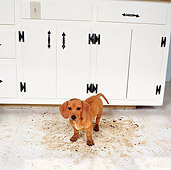 PUP 07 RS0010 03
Mixed Breed Puppy Tracking Mud On Floor