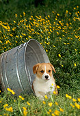 PUP 07 DC0001 01
Mixed Breed Puppy In Flower Field By Pail