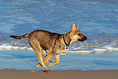 PUP 07 KH0001 01
German Shepherd Mix Puppy Running On Beach Profile