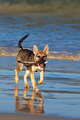PUP 07 KH0002 01
German Shepherd Mix Puppy Running On Beach Carrying Stick