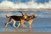 PUP 07 KH0003 01
Two German Shepherd Mix Puppies Running On Beach Carrying Stick