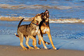 PUP 07 KH0004 01
Two German Shepherd Mix Puppies Playing On Beach