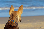 PUP 07 KH0005 01
Rear Head Shot Of German Shepherd Mix Puppy Sitting On Beach