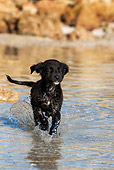 PUP 07 KH0006 01
French Polynesian Fishing Puppy Running In Water On Beach