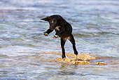 PUP 07 KH0007 01
French Polynesian Fishing Puppy Jumping In Water On Beach