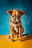 PUP 07 MQ0001 01
Portrait Of Mixed Breed Puppy Sitting Blue Background