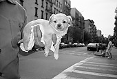 PUP 07 MQ0005 01
Mixed Breed Puppy Laying In Hand Manhattan New York