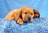 PUP 07 RC0001 01
Portrait Of Rhodesian Ridgeback Puppy Sleeping Blue Background Studio