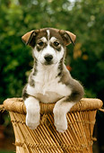PUP 07 RC0002 01
Portrait Of Gray And White Mixed Breed Puppy Sitting In Wicker Basket Foliage Background
