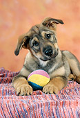 PUP 07 RC0003 01
Brown Mixed-Breed Puppy Laying On Striped Blanket With Ball