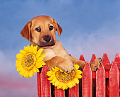 PUP 07 RK0007 02
Mixed Breed Puppy Leaning On Red Fence By Sunflowers Facing Camera Blue Clouds Background