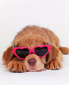 PUP 07 RK0012 02
Close Up Of Mixed Breed Puppy Laying With Head Down Wearing Red Heart Sunglasses White Seamless