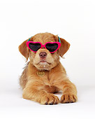 PUP 07 RK0013 03
Mixed Breed Puppy Laying Down Wearing Sunglasses On White Seamless Background