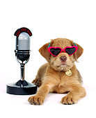 PUP 07 RK0014 02
Mutt Puppy Wearing Sunglasses Laying By Microphone On White Seamless