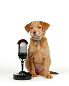 PUP 07 RK0015 05
Mutt Puppy Sitting Next To Microphone On White Seamless