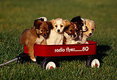 PUP 07 RK0026 01
A Group Of Mixed Breeds In Red Wagon On Grass