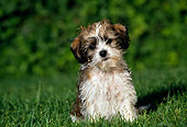 PUP 07 RK0030 01
Brown And White Mixed-Breed Puppy Sitting On Grass