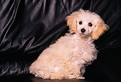 PUP 07 RK0035 05
Profile Shot Of Mixed Breed Puppy Sitting On Black Leather Couch Facing Camera