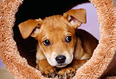 PUP 07 RK0067 08
Head Shot Of Mixed-Breed Peeking Out Of Cat House Facing Camera