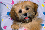 PUP 07 RK0071 04
Head Shot Of Mixed Breed Puppy In Star Sheet Material