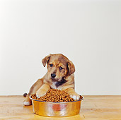 PUP 07 RS0011 01
Mixed Breed Puppy Laying Over A Pile Of Dry Dog Food In Bowl