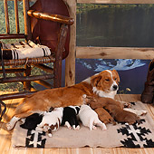 PUP 07 RS0038 07
Mixed Breed Mom Nursing Seven Puppies