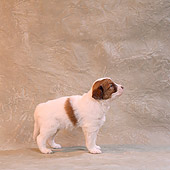 PUP 07 RS0050 04
3 1/2 Week Old Mixed Breed Puppy