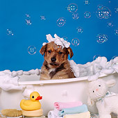 PUP 07 RS0088 02
Head Shot Of Mixed Breed Puppy In Bathtub With Bubbles